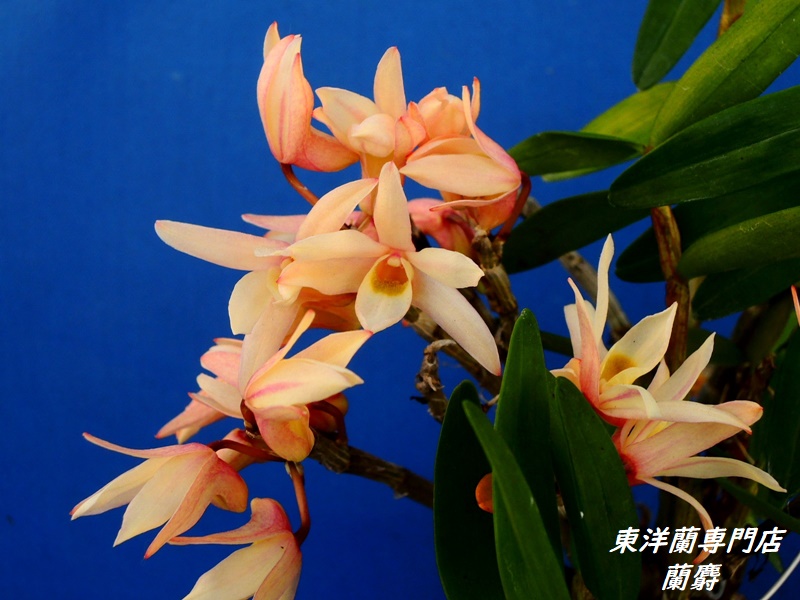 長生蘭セッコク 黄桜の花は環境によって咲く花色が変わる 東洋蘭 野生蘭専門店 蘭麝